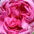 Rózsaszín - Történelmi - centifolia rózsa - Bullata